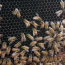 여왕벌민박 | 특별한 양봉 체험을 강원도 횡성군 벌과사람 농업법인에서 했어요