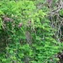 일도네민박 이미지