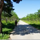 하조대해변 이미지