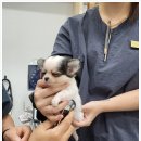 데일리 동물의료센터 이미지