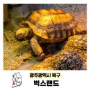 CU 광주스카이랜드점 | 광주 벅스랜드 겨울 실내 아이랑 가볼만한곳 파충류 놀거리