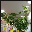 무성약국 이미지