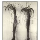 행정사법인 도원 | [한국경제사] 1910년대 조선총독부의 농업정책