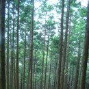 120604 有明山(ありあけ やま)(八幡宮 神社-淸水山-有明山-万松院-터미널) 이미지