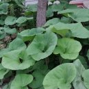 삼방농장 이미지