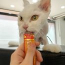 캣데이 | 캣데이_ 부천고양이무마취미용 깜찍이들 미용후기입니다 : )