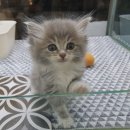 대구고양이분양 원펫 이미지