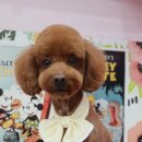 단추펫살롱 이미지