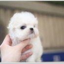 즐거운 강아지 이미지