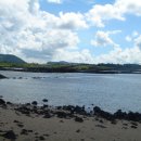 문주란 자생지 이미지