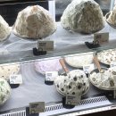 뉴욕라츠오베이글스 네이버블로그