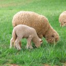 경남목장 이미지