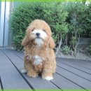 행복한 강아지 이미지