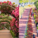 큐피드 푸드트럭 이미지