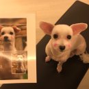 메씨엘리 이미지