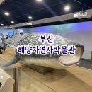 자용카닥터 | 영유아, 초등 아이들과 무료 실내 체험 활동 부산 동래 해양자연사박물관
