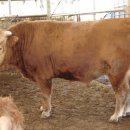 한우나라 농장 이미지