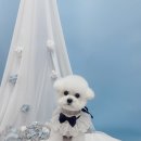 견생의하루 펫살롱 일산본점 이미지