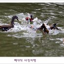원앙