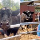 대우농장 이미지