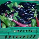 솔내음농장 이미지