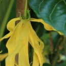 일랑일랑 헤어 이미지