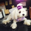 개똥이와냐옹이 이미지