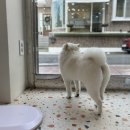 개 in 살롱 이미지