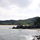 학암포 해당화 이미지