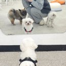댕댕플래닛 이미지