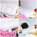 (주)그린밀텍 | 기능성베개 추천 낮은베개 높은베개 컨디션에 따라 골라쓰는 닥터파베 클래식에디션