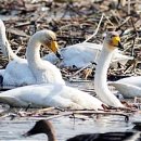 동읍1200 이미지