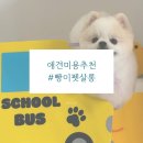 구름이 펫 미용샵 | [포메미용/소형견미용] 솔직후기
