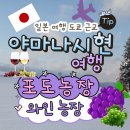 일본 코슈(고슈) 야마나시현 포도, 와인 농장 체험 여행
