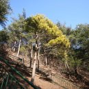 황금 소나무 이미지