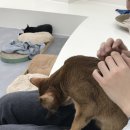 그루밍 105 | 건대 놀거리 고양이 천국 우주로캣