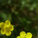 노랑 물싸리 꽃 이미지