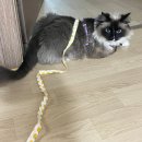꿈꾸는 강아지 | 김해 반려동물 미용 꿈꾸는 강아지