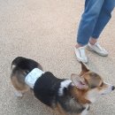 Wales Dog(웨일스 독) | 망우역 애견카페 웨일스독