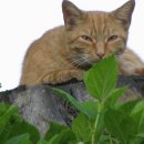 인사불성 이미지