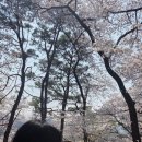 509 | 공원 벚꽃 구경 + 한화이글스 경기 직관! <대전 한화 생명 볼파크> "509구역 2열 31,32번" 외야테이블석...