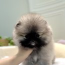 타이니퍼피 강아지분양 고양이분양 서울송파 이미지