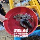 거진항