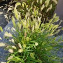 우리 똥강아지 이미지