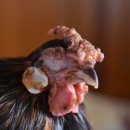 계두농장 이미지