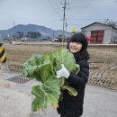 김장 끝!!! (냉이도 많이 캠.) 이미지