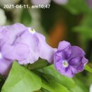 자스민도 아닌것이.. 자스민(brunfelsia Jasmine)이라구 해요. 이미지