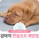 신도시켄넬 이미지