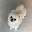 까까뭐멍냥 | 경기광주 강아지 수제간식 - 까까뭐멍냥