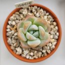 명원농장 이미지